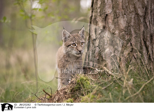 Eurasischer Luchswelpe / Eurasian Lynx cub / JM-20282