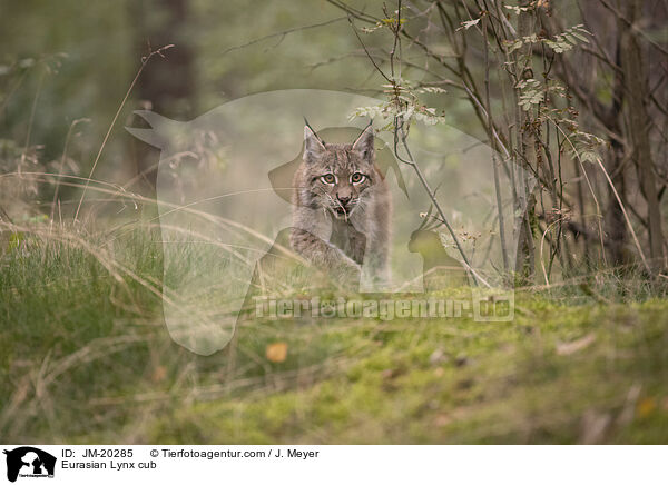 Eurasischer Luchswelpe / Eurasian Lynx cub / JM-20285