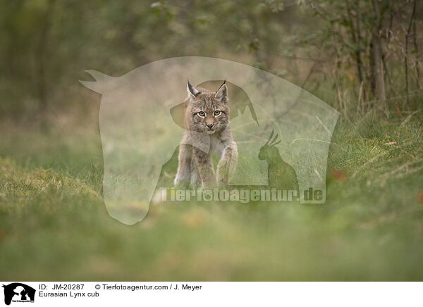 Eurasischer Luchswelpe / Eurasian Lynx cub / JM-20287