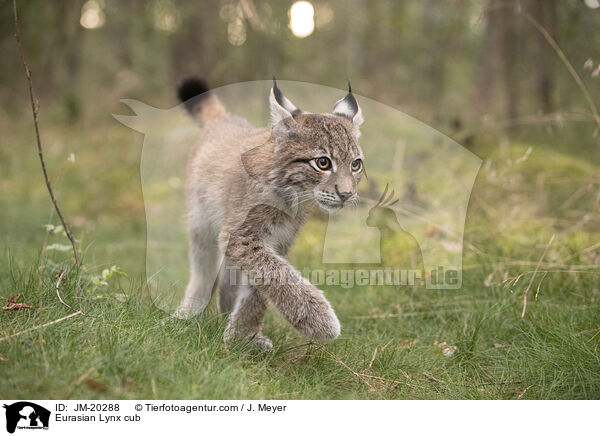 Eurasischer Luchswelpe / Eurasian Lynx cub / JM-20288