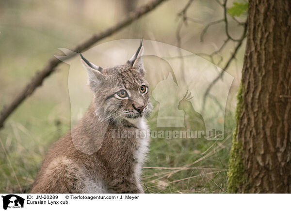 Eurasischer Luchswelpe / Eurasian Lynx cub / JM-20289