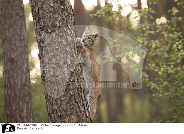 Eurasischer Luchswelpe / Eurasian Lynx cub / JM-20290