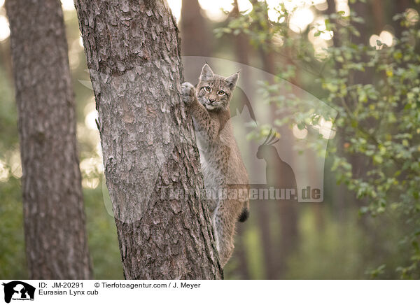 Eurasischer Luchswelpe / Eurasian Lynx cub / JM-20291