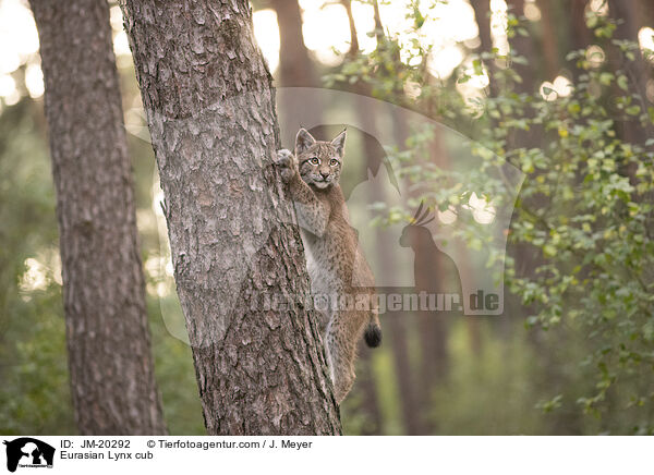 Eurasischer Luchswelpe / Eurasian Lynx cub / JM-20292