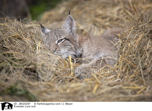 Eurasischer Luchswelpe / Eurasian Lynx cub / JM-20297