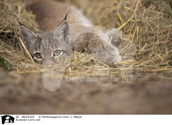 Eurasischer Luchswelpe / Eurasian Lynx cub / JM-20302