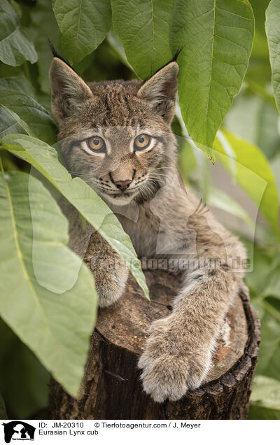 Eurasischer Luchswelpe / Eurasian Lynx cub / JM-20310