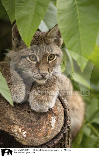 Eurasischer Luchswelpe / Eurasian Lynx cub / JM-20311