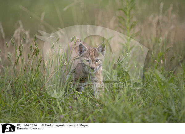 Eurasischer Luchswelpe / Eurasian Lynx cub / JM-20314