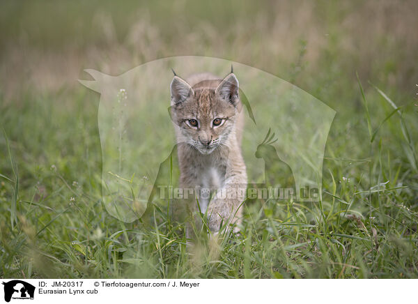 Eurasischer Luchswelpe / Eurasian Lynx cub / JM-20317