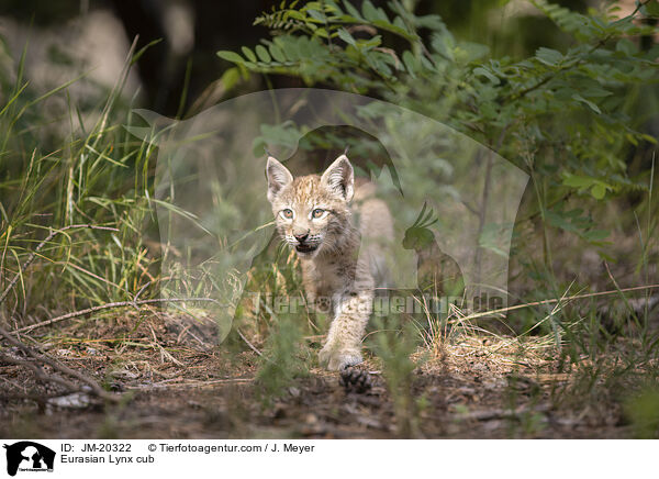 Eurasischer Luchswelpe / Eurasian Lynx cub / JM-20322