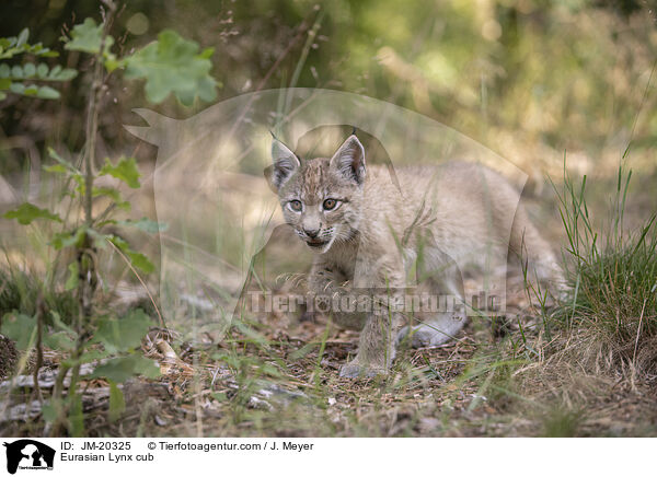 Eurasischer Luchswelpe / Eurasian Lynx cub / JM-20325