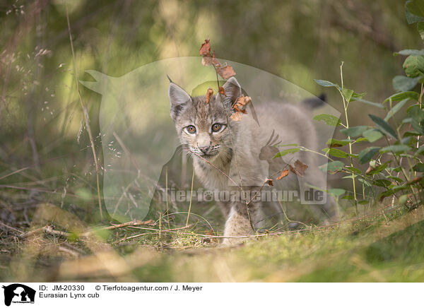 Eurasischer Luchswelpe / Eurasian Lynx cub / JM-20330