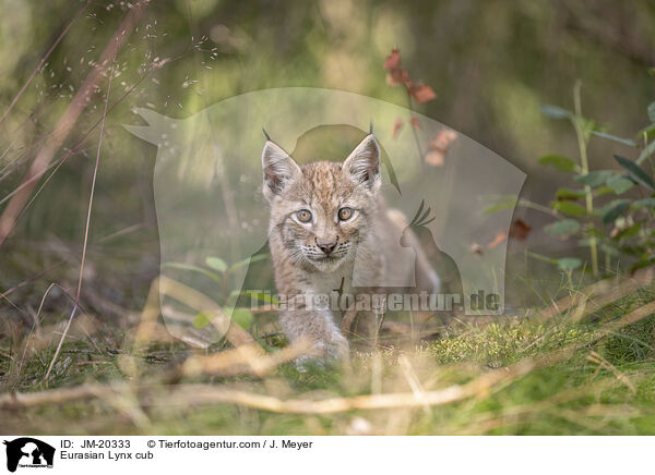 Eurasischer Luchswelpe / Eurasian Lynx cub / JM-20333