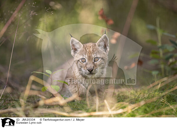 Eurasischer Luchswelpe / Eurasian Lynx cub / JM-20334