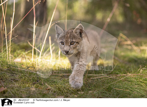 Eurasischer Luchswelpe / Eurasian Lynx cub / JM-20337