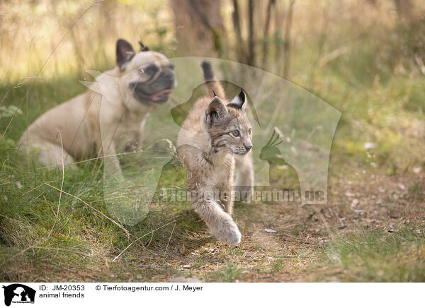 Tierfreunde / animal friends / JM-20353