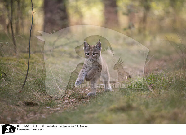 Eurasischer Luchswelpe / Eurasian Lynx cub / JM-20361