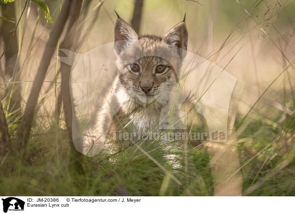 Eurasischer Luchswelpe / Eurasian Lynx cub / JM-20386