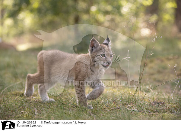 Eurasischer Luchswelpe / Eurasian Lynx cub / JM-20392