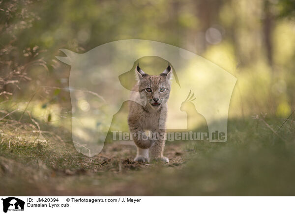 Eurasischer Luchswelpe / Eurasian Lynx cub / JM-20394