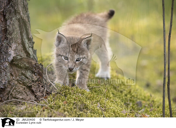 Eurasischer Luchswelpe / Eurasian Lynx cub / JM-20400