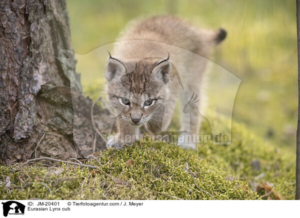 Eurasischer Luchswelpe / Eurasian Lynx cub / JM-20401