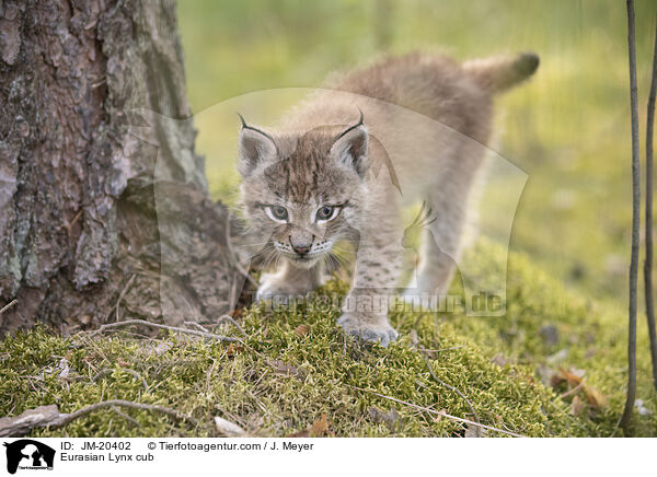 Eurasischer Luchswelpe / Eurasian Lynx cub / JM-20402