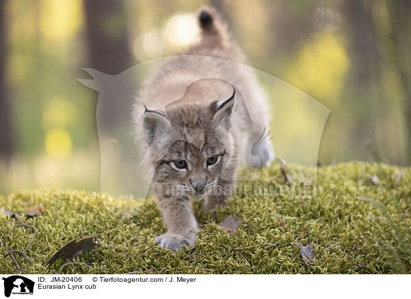 Eurasischer Luchswelpe / Eurasian Lynx cub / JM-20406