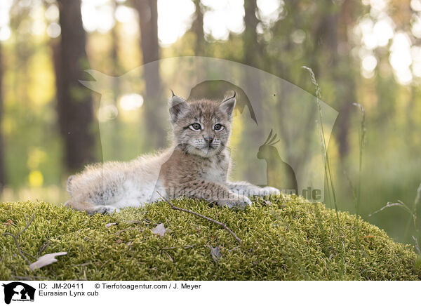 Eurasischer Luchswelpe / Eurasian Lynx cub / JM-20411