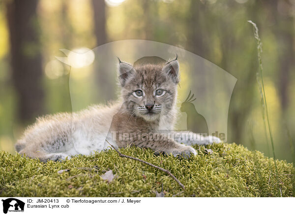 Eurasischer Luchswelpe / Eurasian Lynx cub / JM-20413