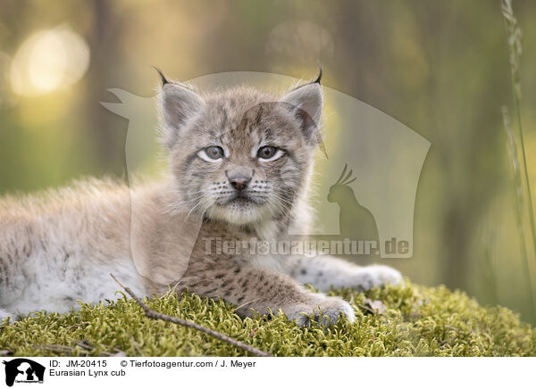 Eurasischer Luchswelpe / Eurasian Lynx cub / JM-20415