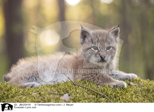 Eurasischer Luchswelpe / Eurasian Lynx cub / JM-20416