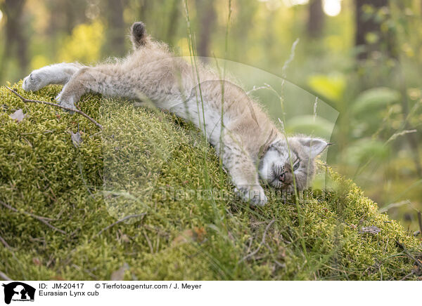 Eurasischer Luchswelpe / Eurasian Lynx cub / JM-20417