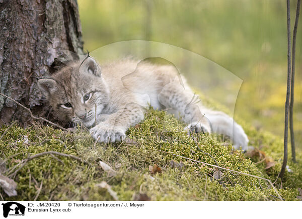 Eurasischer Luchswelpe / Eurasian Lynx cub / JM-20420