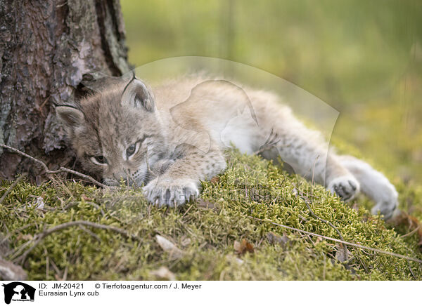 Eurasischer Luchswelpe / Eurasian Lynx cub / JM-20421