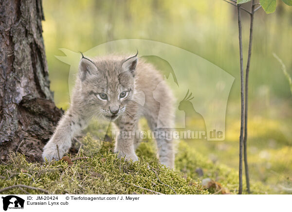 Eurasischer Luchswelpe / Eurasian Lynx cub / JM-20424