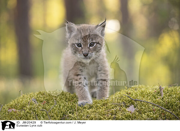 Eurasischer Luchswelpe / Eurasian Lynx cub / JM-20429