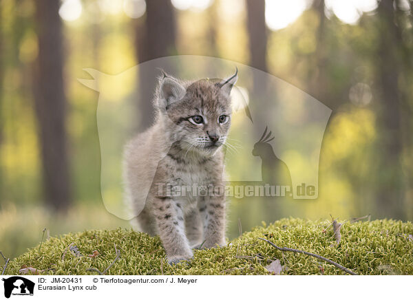 Eurasischer Luchswelpe / Eurasian Lynx cub / JM-20431