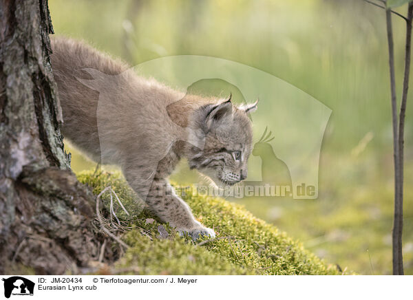 Eurasischer Luchswelpe / Eurasian Lynx cub / JM-20434