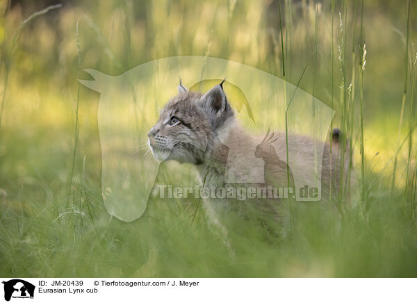 Eurasischer Luchswelpe / Eurasian Lynx cub / JM-20439