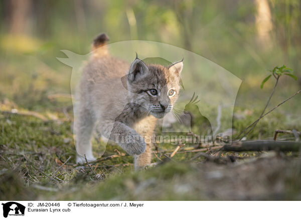 Eurasischer Luchswelpe / Eurasian Lynx cub / JM-20446