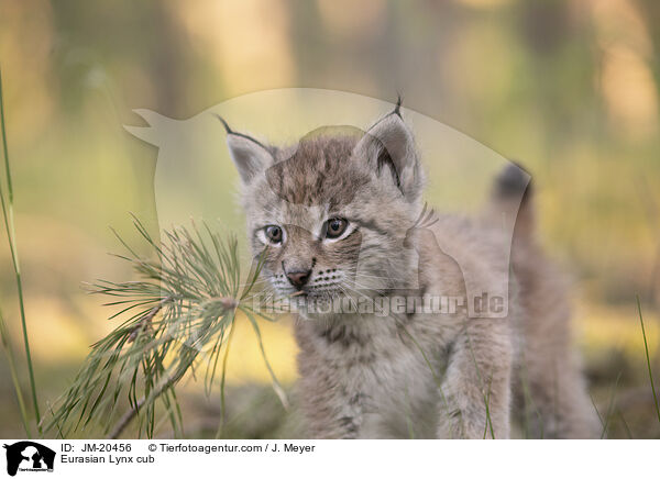 Eurasischer Luchswelpe / Eurasian Lynx cub / JM-20456