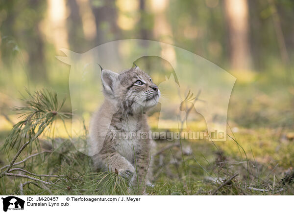 Eurasischer Luchswelpe / Eurasian Lynx cub / JM-20457