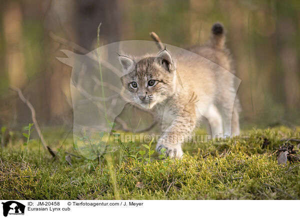 Eurasischer Luchswelpe / Eurasian Lynx cub / JM-20458