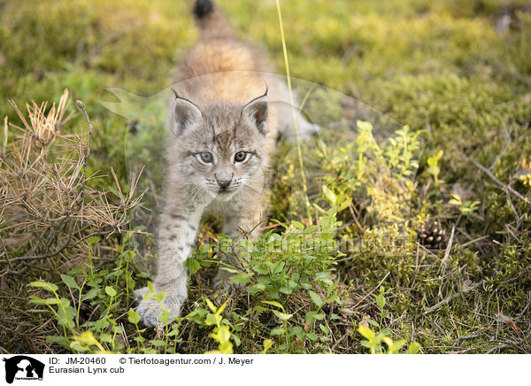 Eurasischer Luchswelpe / Eurasian Lynx cub / JM-20460