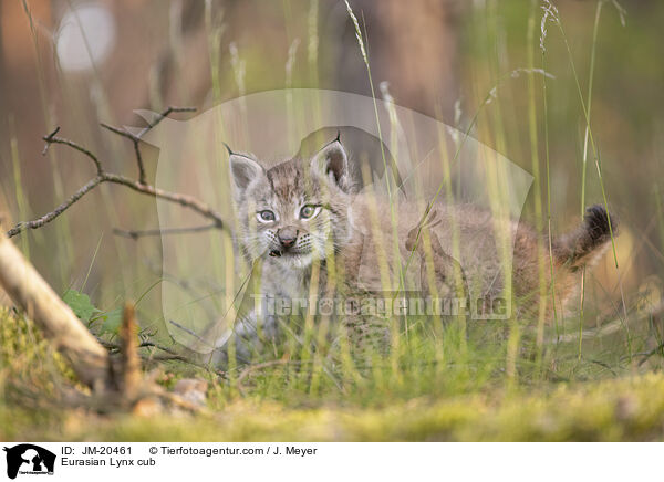 Eurasischer Luchswelpe / Eurasian Lynx cub / JM-20461