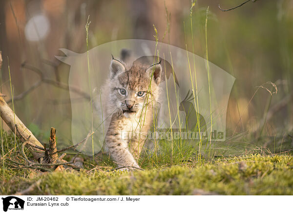 Eurasischer Luchswelpe / Eurasian Lynx cub / JM-20462