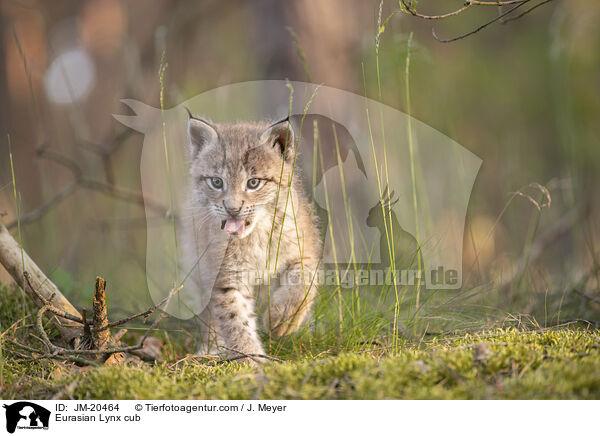 Eurasischer Luchswelpe / Eurasian Lynx cub / JM-20464