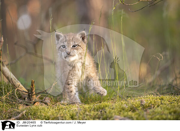 Eurasian Lynx cub / JM-20465